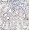 Ligand Of Numb-Protein X 1 antibody, NBP1-81300, Novus Biologicals, Immunohistochemistry frozen image 