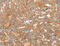Solute Carrier Family 16 Member 11 antibody, MBS2516559, MyBioSource, Immunohistochemistry frozen image 