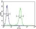 Cyclin C antibody, F41289-0.4ML, NSJ Bioreagents, Western Blot image 