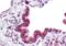 Mitochondrial Calcium Uptake 1 antibody, orb125159, Biorbyt, Immunohistochemistry paraffin image 