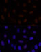 GLI Family Zinc Finger 2 antibody, 16-777, ProSci, Immunofluorescence image 