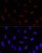 GLI2 antibody, 16-777, ProSci, Immunofluorescence image 