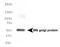 Formimidoyltransferase Cyclodeaminase antibody, NB600-412, Novus Biologicals, Western Blot image 