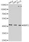 Bone Morphogenetic Protein 2 antibody, LS-C330852, Lifespan Biosciences, Western Blot image 