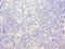 T Cell Receptor Associated Transmembrane Adaptor 1 antibody, LS-C398806, Lifespan Biosciences, Immunohistochemistry paraffin image 