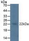 KRAS Proto-Oncogene, GTPase antibody, abx129032, Abbexa, Western Blot image 