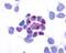 G Protein-Coupled Receptor 161 antibody, GTX71365, GeneTex, Immunofluorescence image 