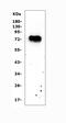 Forkhead Box C1 antibody, A00962-2, Boster Biological Technology, Western Blot image 