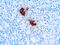 Pancreatic Polypeptide antibody, GTX73873, GeneTex, Immunohistochemistry paraffin image 