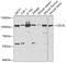 Cell Division Cycle 5 Like antibody, GTX53960, GeneTex, Western Blot image 