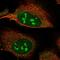 Nuclear VCP Like antibody, PA5-55932, Invitrogen Antibodies, Immunofluorescence image 