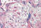 WW Domain Containing Oxidoreductase antibody, MBS248103, MyBioSource, Immunohistochemistry frozen image 