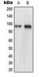 Nuclear VCP Like antibody, LS-C352601, Lifespan Biosciences, Western Blot image 