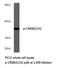 CAMP Responsive Element Binding Protein 1 antibody, LS-C177897, Lifespan Biosciences, Western Blot image 