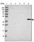 Sulfotransferase Family 2B Member 1 antibody, HPA043539, Atlas Antibodies, Western Blot image 
