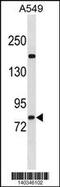 Zinc Finger Protein 782 antibody, 60-707, ProSci, Western Blot image 