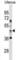 Autophagy Related 4B Cysteine Peptidase antibody, abx030960, Abbexa, Western Blot image 