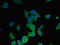 Membrane Spanning 4-Domains A6A antibody, orb47203, Biorbyt, Immunocytochemistry image 
