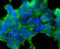 Transglutaminase 6 antibody, NBP2-75688, Novus Biologicals, Immunocytochemistry image 