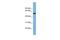 Polyamine Oxidase antibody, GTX45451, GeneTex, Western Blot image 