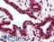 Histone Cluster 1 H2A Family Member M antibody, LS-B2034, Lifespan Biosciences, Immunohistochemistry paraffin image 