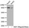 Ribosomal Protein S6 Kinase A1 antibody, CSB-RA618984A359phHU, Cusabio, Western Blot image 