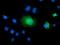 Tectonic Family Member 2 antibody, GTX83514, GeneTex, Immunofluorescence image 