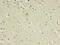 Gamma-Aminobutyric Acid Type A Receptor Alpha4 Subunit antibody, CSB-PA009143LA01HU, Cusabio, Immunohistochemistry paraffin image 