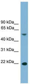 HDGF Like 3 antibody, TA345070, Origene, Western Blot image 