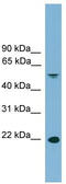 HDGF Like 3 antibody, TA345070, Origene, Western Blot image 