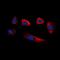 Glycerate Kinase antibody, orb318946, Biorbyt, Immunocytochemistry image 