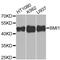 BMI1 Proto-Oncogene, Polycomb Ring Finger antibody, MBS125291, MyBioSource, Western Blot image 