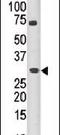 Pim-3 Proto-Oncogene, Serine/Threonine Kinase antibody, PA5-13976, Invitrogen Antibodies, Western Blot image 