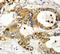 Annexin A3 antibody, LS-C312667, Lifespan Biosciences, Immunohistochemistry frozen image 