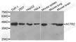 Actin Related Protein 2 antibody, A5734, ABclonal Technology, Western Blot image 