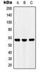 Ubiquitin Family Domain Containing 1 antibody, MBS820563, MyBioSource, Western Blot image 