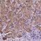 Hemicentin 2 antibody, PA5-67115, Invitrogen Antibodies, Immunohistochemistry paraffin image 