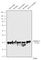 Calbindin 1 antibody, 702411, Invitrogen Antibodies, Western Blot image 