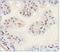 SLIT and NTRK-like protein 1 antibody, PA5-23064, Invitrogen Antibodies, Immunohistochemistry paraffin image 