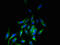 Leucine Rich Repeat Containing 3B antibody, LS-C397327, Lifespan Biosciences, Immunofluorescence image 