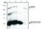 Histone Deacetylase 4 antibody, NB600-1262, Novus Biologicals, Immunoprecipitation image 