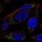 RAS Related antibody, NBP2-56964, Novus Biologicals, Immunocytochemistry image 