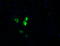 OTU Deubiquitinase, Ubiquitin Aldehyde Binding 1 antibody, LS-C174214, Lifespan Biosciences, Immunofluorescence image 