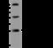 Phosphoserine Phosphatase antibody, 200892-T36, Sino Biological, Western Blot image 