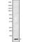 G Protein Subunit Gamma 10 antibody, PA5-67776, Invitrogen Antibodies, Western Blot image 