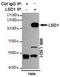 Lysine Demethylase 1A antibody, GTX16471, GeneTex, Immunoprecipitation image 