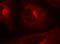 Glycogen Synthase Kinase 3 Alpha antibody, LS-C335794, Lifespan Biosciences, Immunofluorescence image 