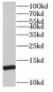 Small Nuclear Ribonucleoprotein D1 Polypeptide antibody, FNab08072, FineTest, Western Blot image 