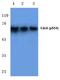 Cell Division Cycle 6 antibody, A01355S54, Boster Biological Technology, Western Blot image 