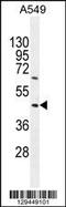 Tripartite Motif Containing 43 antibody, 55-890, ProSci, Western Blot image 